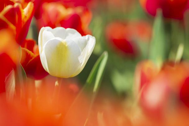 Single white Dutch tulip growing in a red flower bed - Photo, Image