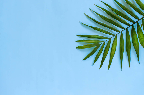 пальмовый лист на синем фоне
 - Фото, изображение