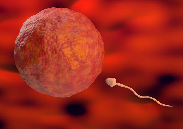 Esperma hacia el óvulo dentro del útero en la fertilización natural. ilustración 3d
 - Foto, Imagen