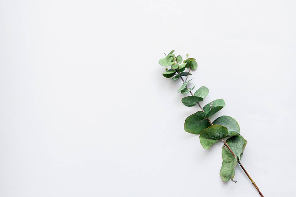 green leaves on white background. flat lay, top view. place for text - Photo, Image