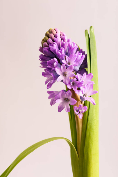 Paarse hyacinten bloeien - Foto, afbeelding