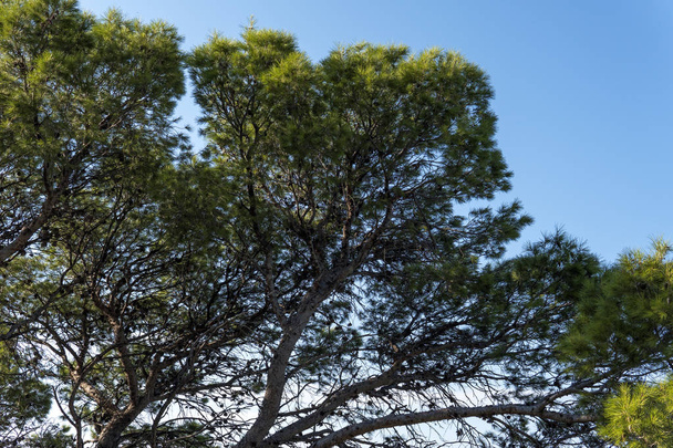 Sea Pine against the blue sky of the blue sea and gray rocks - Foto, imagen