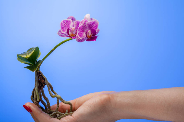 Flowering plant in female hands. Mini orchid. - 写真・画像