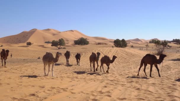 Верблюды идут по пустыне с высокими песчаными дюнами на заднем плане в пустыне Эрг Чебби в Марокко, Африка
. - Кадры, видео