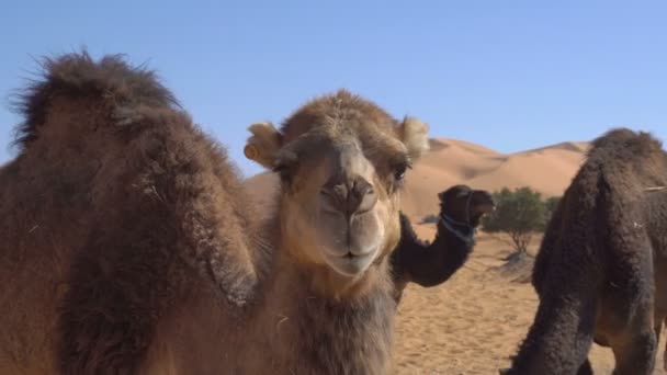 Close up de camelo comendo trigo de feno e chomping no deserto com dunas de areia no fundo
 - Filmagem, Vídeo