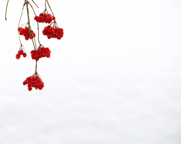 viburnum berries in the month of March - Foto, imagen