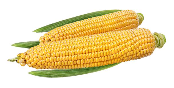 Corn isolated on white background - Photo, Image