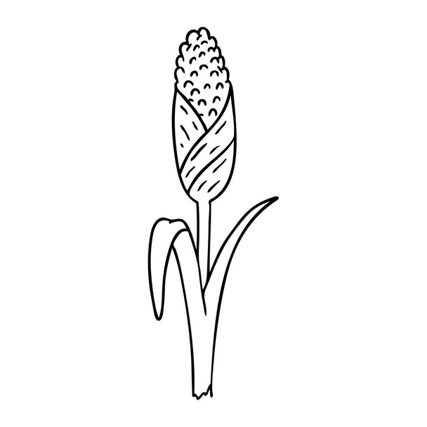 hand drawn line drawing doodle of fresh corn on the cob - Vektör, Görsel