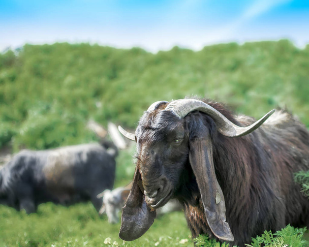 Manada de cabras pastando en un pasto en las montañas. Herbívoros vieja mascota bestia macho mirando en cámara. Raza anglo-nubia de cabra doméstica
. - Foto, Imagen