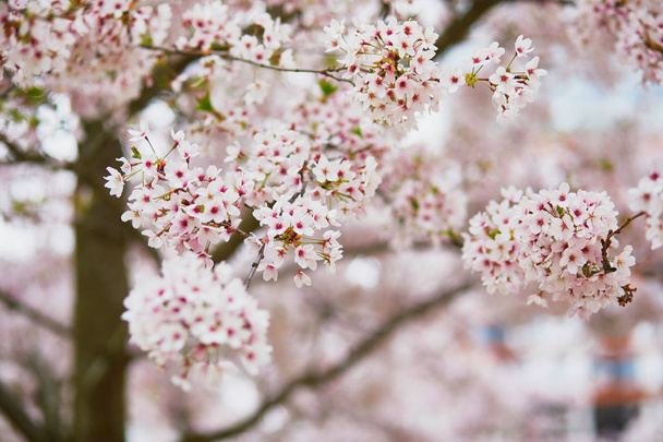 Beautiful tree in full bloom - Fotografie, Obrázek