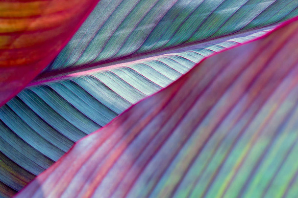 toned image of fresh palm leaf, banana. - Фото, изображение