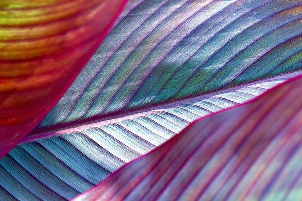 toned image of fresh palm leaf, banana. - Фото, изображение