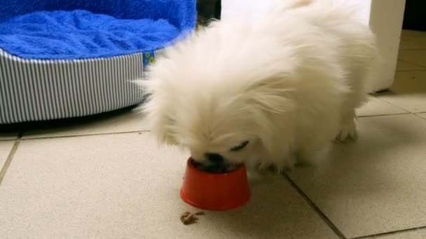 Small, white, fluffy cute Pekingese puppy eats feed or meat from its bowl. - Metraje, vídeo