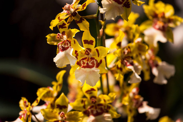 tropische Orchideenblüten - Foto, Bild
