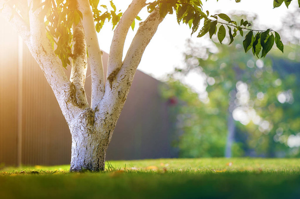 Ασβεστωμένα φλοιό του δέντρο καλλιέργεια στο ηλιόλουστο οπωρώνα κήπων στο θάμπωμα - Φωτογραφία, εικόνα