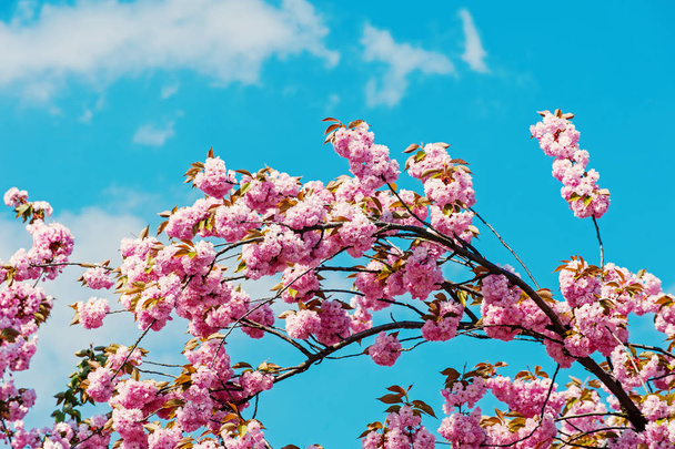 Flowering cherry on background of blue sky on sunny day - Fotó, kép