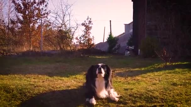 Mouvement lent des chiens Border collie saute et attrape balle de tennis sur le jardin au soleil
. - Séquence, vidéo