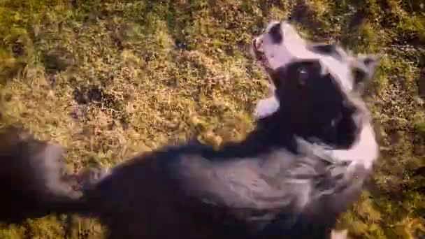 βίντεο 4K του σκύλου περιστρέφεται γύρω. Ο σκύλος παίζει και περιστρέφεται σε έναν κύκλο στο ηλιοβασίλεμα στον κήπο - Πλάνα, βίντεο