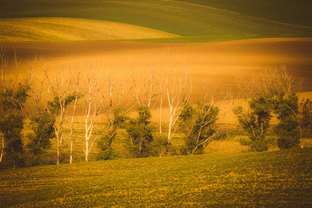 Wavy  autumn fields in Moravian Tuscany, Czech Republic - Zdjęcie, obraz