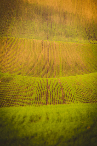 Wavy  autumn fields in Moravian Tuscany, Czech Republic - Fotografie, Obrázek