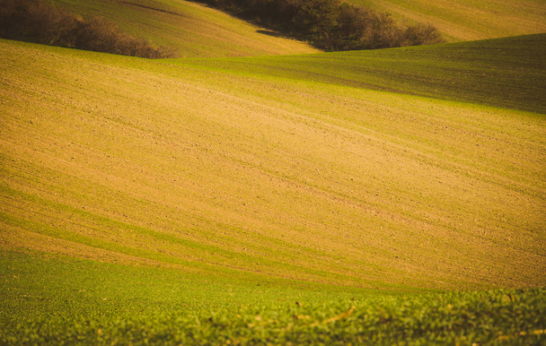 Autumn wavy fields - Photo, image