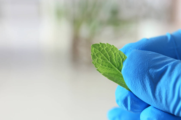 Lab assistant holding green leaf on blurred background, closeup with space for text. Plant chemistry - Photo, Image