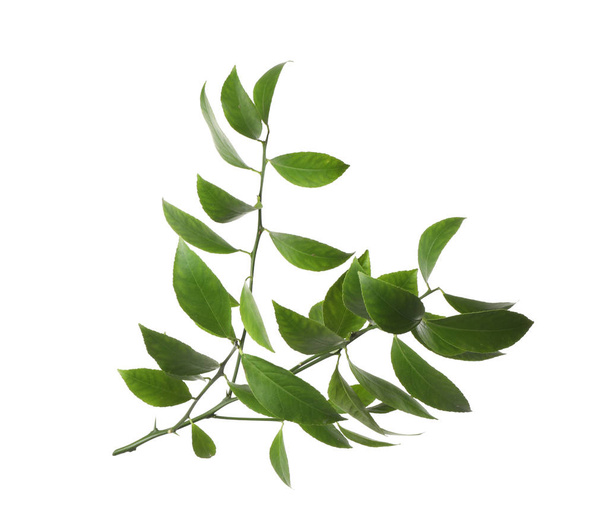 Haarukka trooppisten sitrushedelmien kasvi lehdet eristetty valkoinen
 - Valokuva, kuva