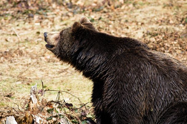 Brown Bear (Ursus arctos) - Photo, Image