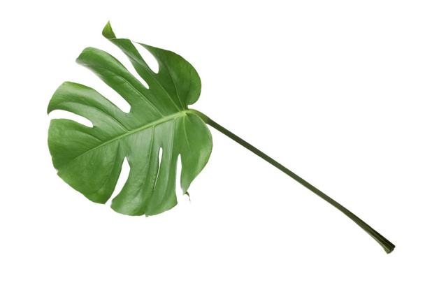 白で隔離モンステラ熱帯植物の葉 - 写真・画像