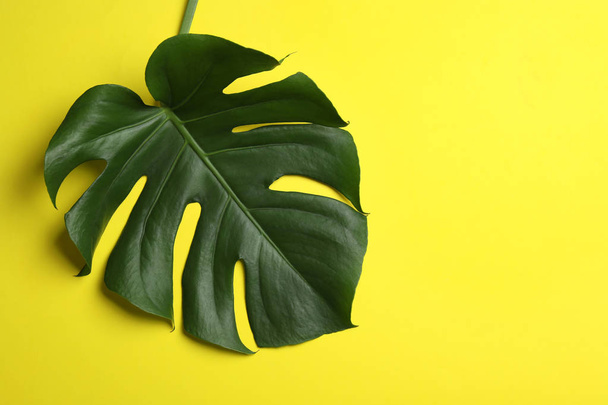 Leaf of tropical monstera plant on color background, top view with space for text - Foto, imagen
