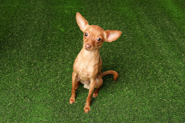 Cute toy terrier on artificial grass. Domestic dog - Photo, Image