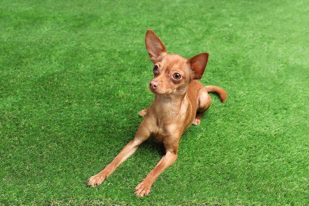 Cute toy terrier on artificial grass. Domestic dog - Photo, Image