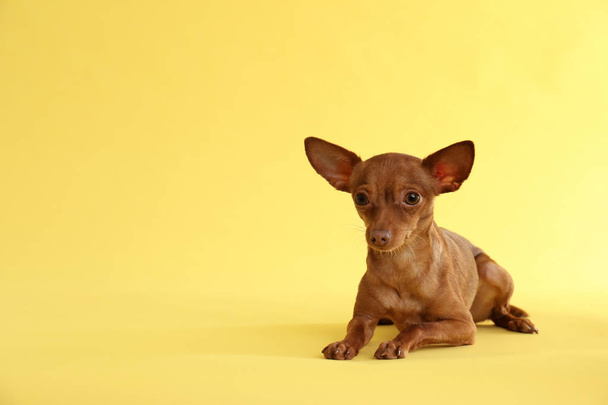 Cute toy terrier on color background, space for text. Domestic dog - Фото, зображення