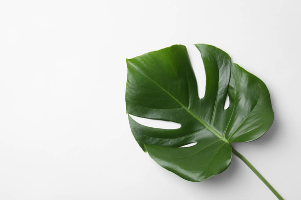 Leaf of tropical monstera plant on white background, top view - 写真・画像