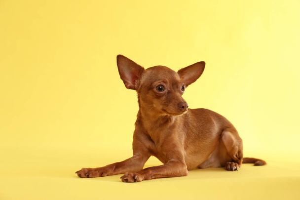 Cute toy terrier on color background. Domestic dog - Фото, зображення