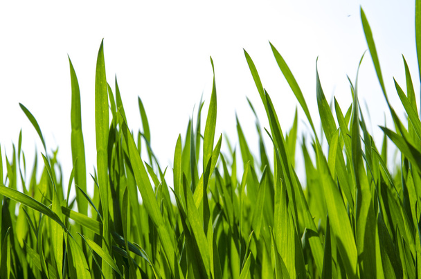 Green grass background,meadow,field,grain - Foto, immagini