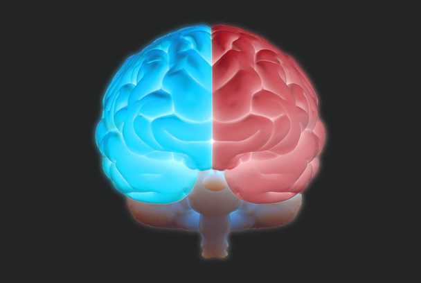 3D-hersen illustratie met linker-en rechter-functie concept - Foto, afbeelding