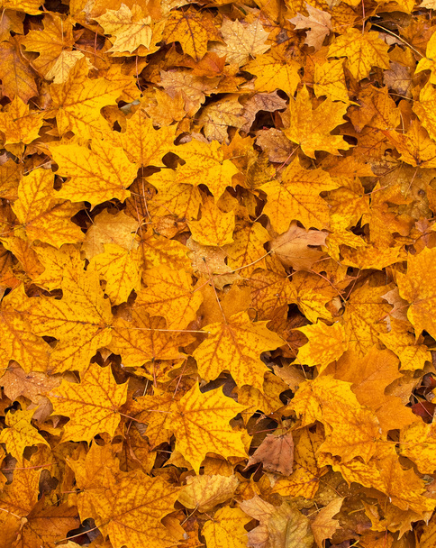 barevný podzim listí na zemi - Fotografie, Obrázek