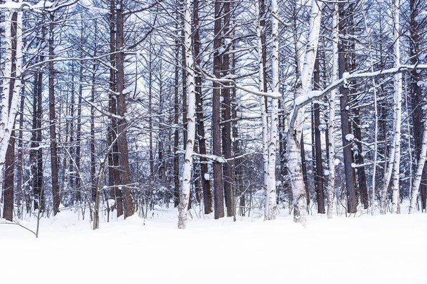 雪の冬の海の木と美しい屋外の自然風景 - 写真・画像