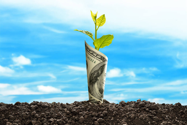Image du billet de banque en dollar américain avec une plante en croissance au sommet pour les entreprises, l'épargne, la croissance, le concept économique
  - Photo, image