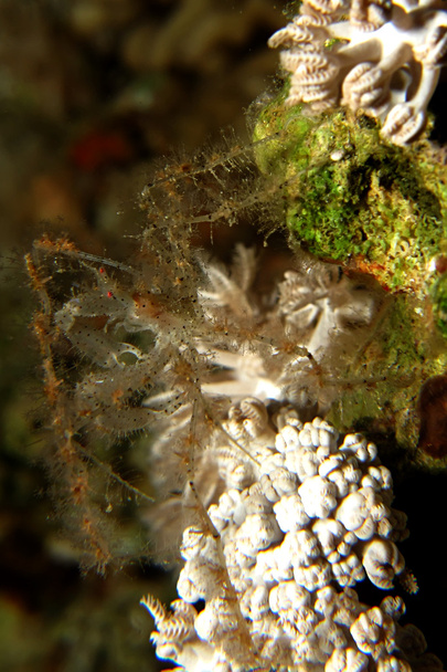 Soft Coral Spider Crab (Achaeus spinosus) - Photo, Image