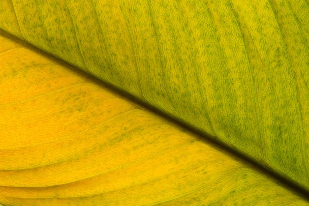 Een diagonale gedeelte van een stervende blad van een kamerplant, tonen verschillende tinten van groen en geel gezien door een macrolens. Blad heeft zachte terug verlichting van onder. - Foto, afbeelding