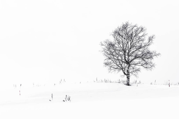 Mooi landschap met eenzame boom in sneeuw winterseizoen - Foto, afbeelding