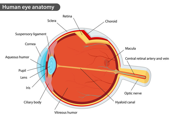 menselijk oog anatomie - Vector, afbeelding