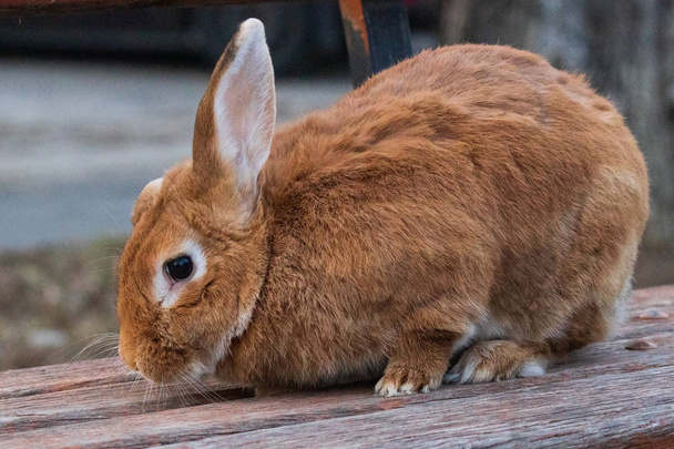 Маленький рыжий пушистый домашний кролик сидит на деревянной скамейке на городской улице. Животные
. - Фото, изображение