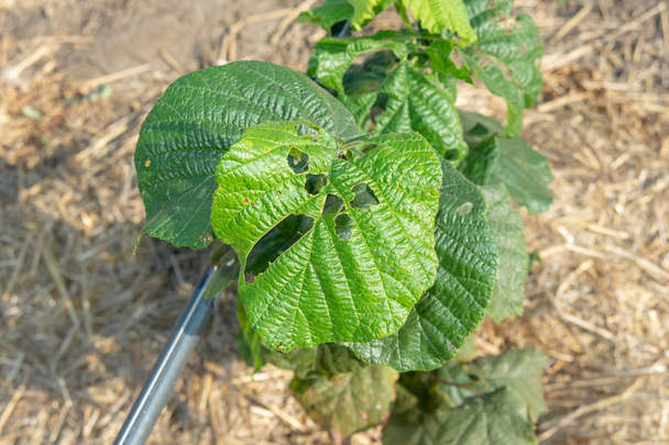 Diseases and pests of nuts and leaves of hazelnut bushes close-u - Photo, Image