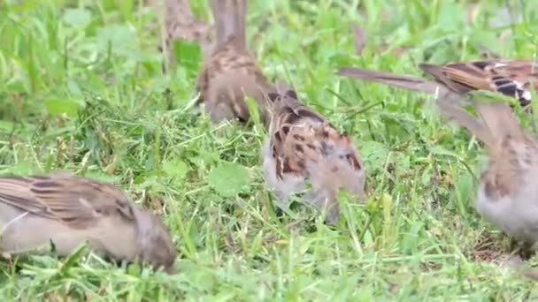 Σμήνος από πουλιά που χοροπηδάνε σε ένα γρασίδι στο χωράφι και κλείνουν το βίντεο  - Πλάνα, βίντεο