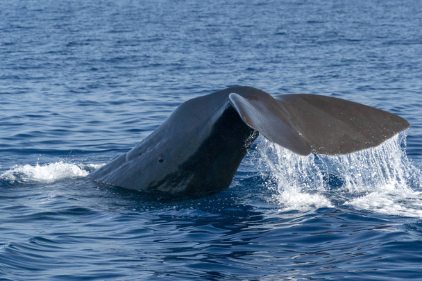 Baleia esperma no Mediterrâneo detalhe cauda do mar
 - Foto, Imagem