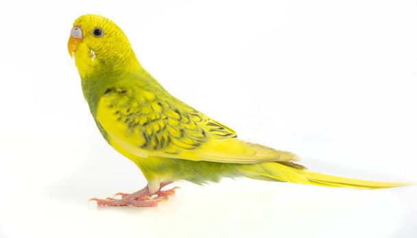 Beyaz arka plan üzerinde izole dalgalı papağan sarı yeşil - Fotoğraf, Görsel