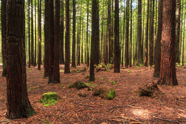 Tree trunks in a forest of young California redwood trees. Whakarewarewa Forest, Rotorua, New Zealand - Photo, Image